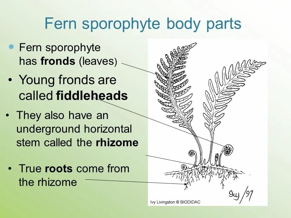 Fern sporophyte. Fern транскрипция. Fern Rhizome перевод. Как перевести Ferns. True roots