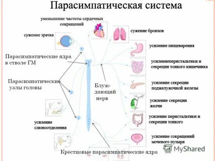 Симпатическая нервная система повышает кровяное давление