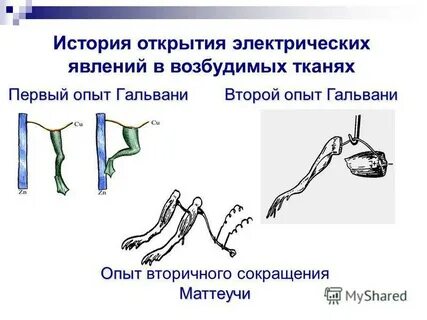 Открытый л