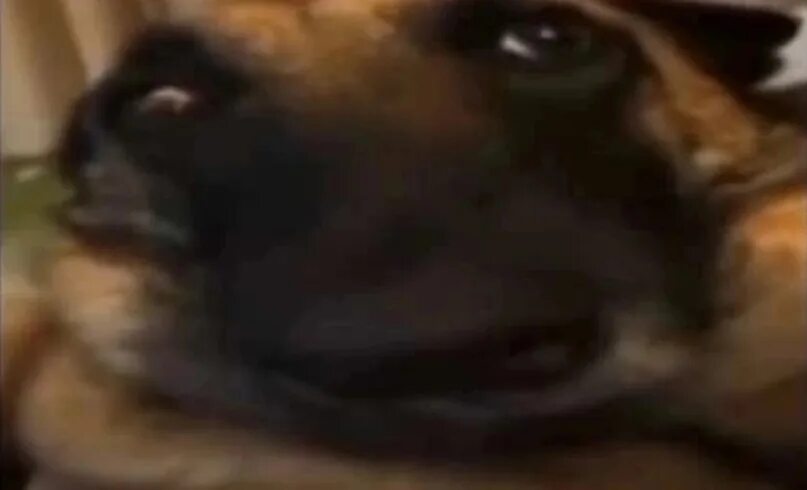 Собака с надутыми щеками мем Pin by Meta Lena on Mood Dog memes, Doge meme, Doge dog
