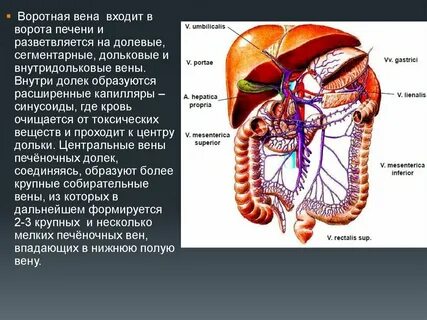 Собирательная вена печени