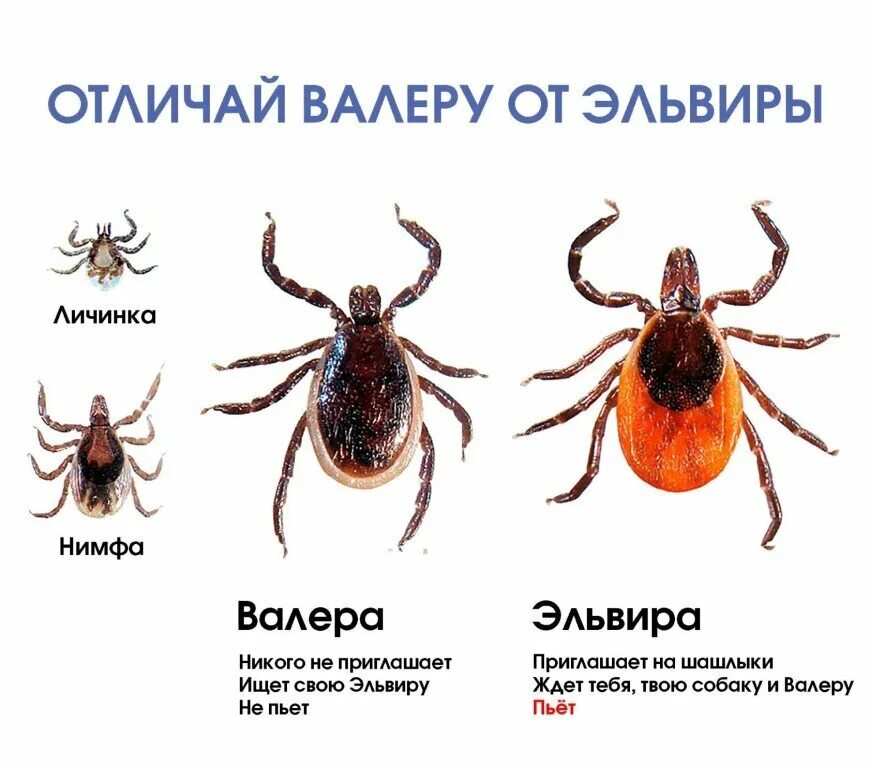 Как выглядит самка клеща. Клещи энцефалитные как отличить. клещи как отличить энцефалитного клеща от обычного. энцефалитный клещ и обычный клещ.