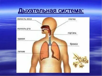 Почему на свету трудно обнаружить дыхание