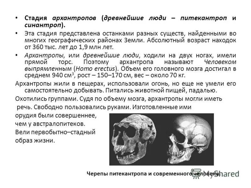 Объем мозга питекантропа