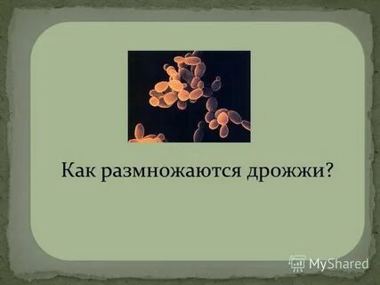 Дрожжи размножаются