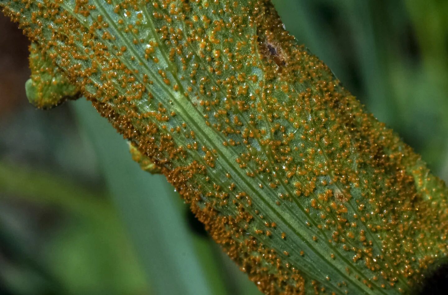 Хлебная ржавчина это. Ржавчинный гриб паразит. Puccinia malvacearum. Ржавчены грибы. Puccinia triticina.