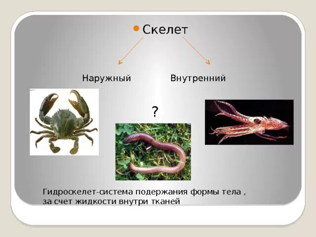 Гидростатический скелет. Гидростатический скелет имеют. Типы скелетов у животных. Гидростатический Тип скелета. Наружный скелет представители