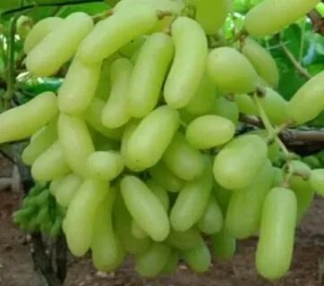 Виноград большой зеленый без косточек китайский
