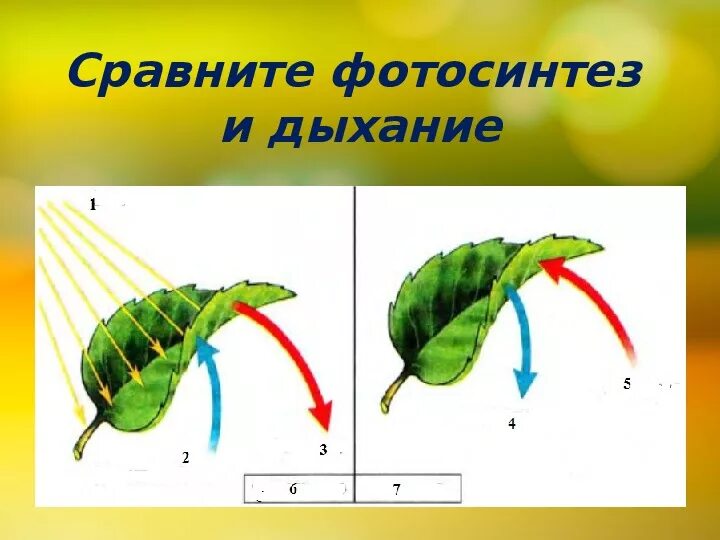 Схема дыхания растений 6 класс биология. Схема процесса фотосинтеза без подписей. Схема фотосинтеза и дыхания. Схема фотосинтеза и дыхания растений. Дыхание как и фотосинтез ответы