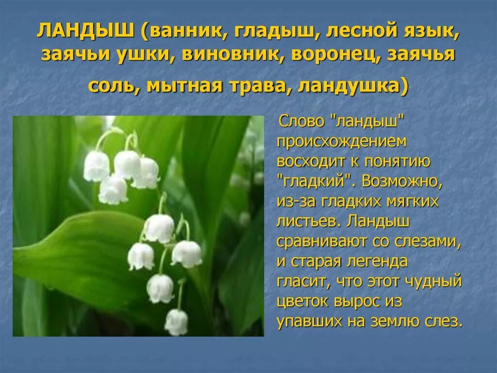 Ландыши. Падеж слова ландышами