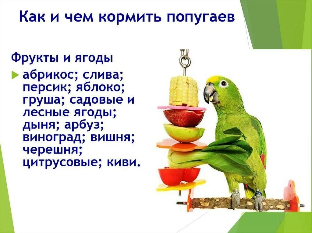 Сколько нужно попугаев чтобы измерить удава. Питание попугаев. Пища для попугаев волнистых. Рацион попугая. Чем кормить попугая.