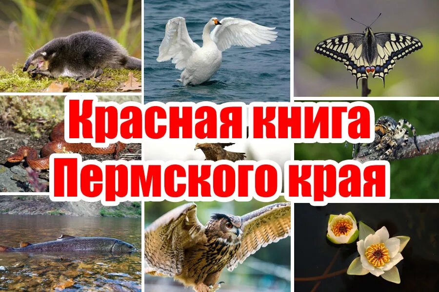 Животные и растения Пермского края занесенные в красную книгу. Растения и животные из красной книги Пермского края. Животные из красной книги Пермского края. Редкие животные и растения Пермского края занесенные в красную книгу.