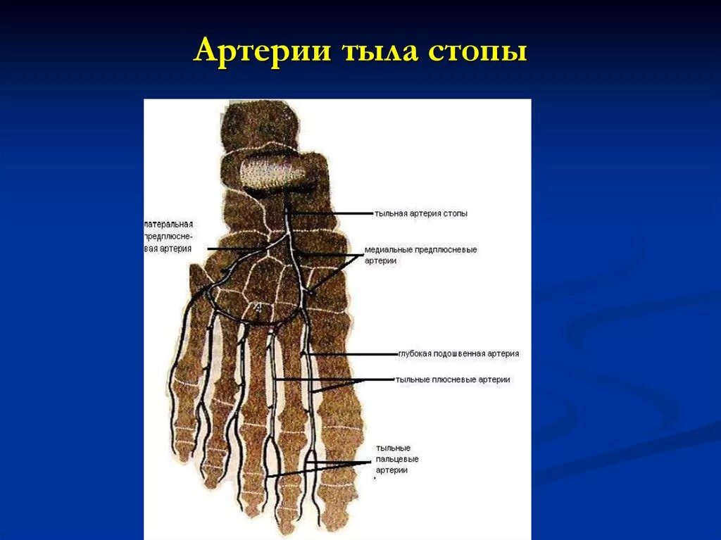 Тыл стопы топографическая анатомия. Тыльная артериальная дуга стопы. Основные артерии стопы