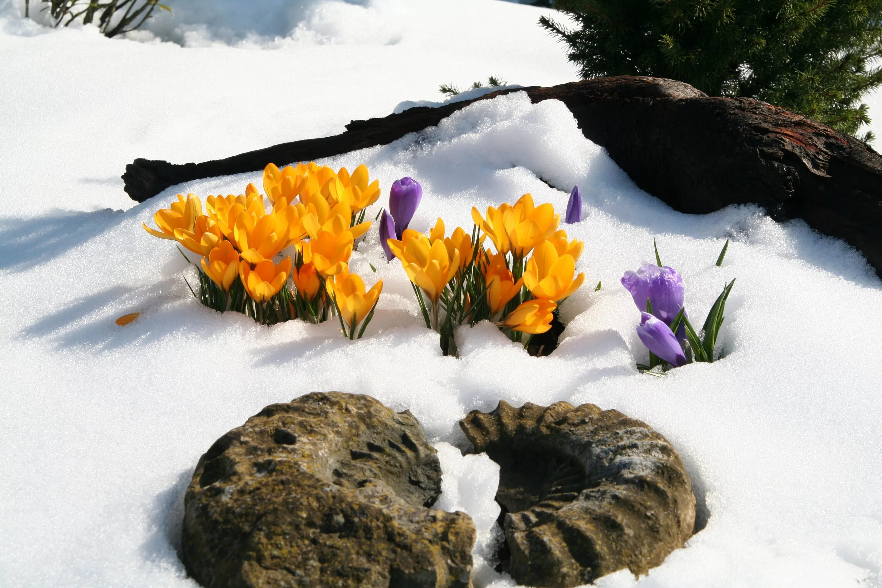 Весенние первоцветы тюльпан. Крокусы на Эльбрусе. Цветы в снегу.
