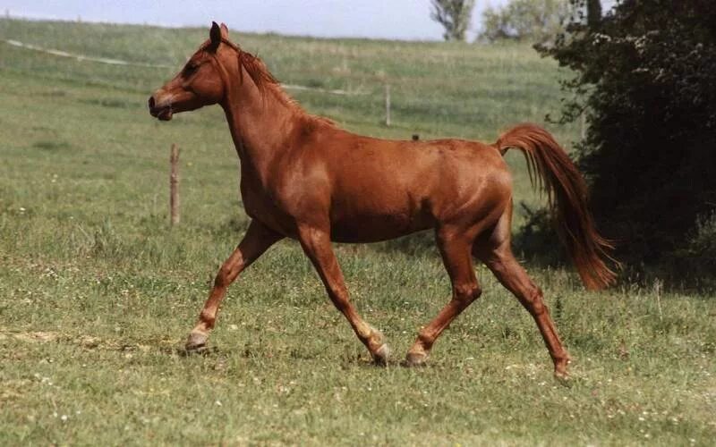 2002 какая лошадь