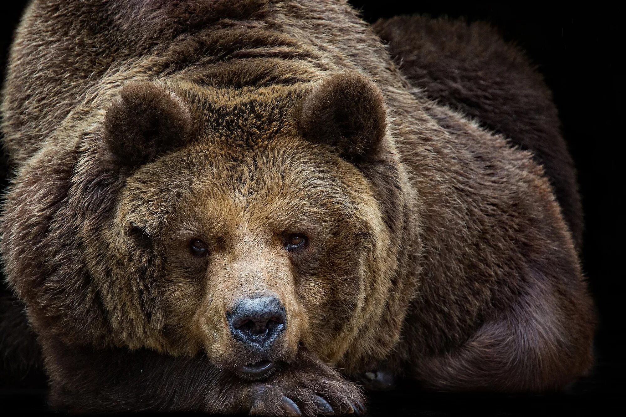 Картинка медведь. Бурый медведь на Чукотке. Кавказский бурый медведь. Грозный бурый медведь. Михайло Потапыч Топтыгин.