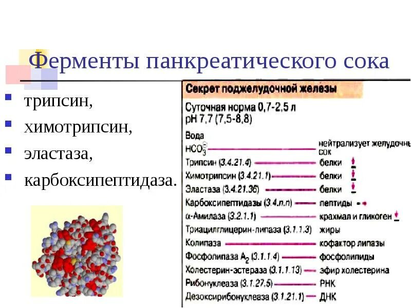 Где вырабатываются ферменты. Трипсин поджелудочного сока ферменты. Ферменты панкреатического сока. Протеолитические ферменты поджелудочной железы. Ферменты сока поджелудочной железы.