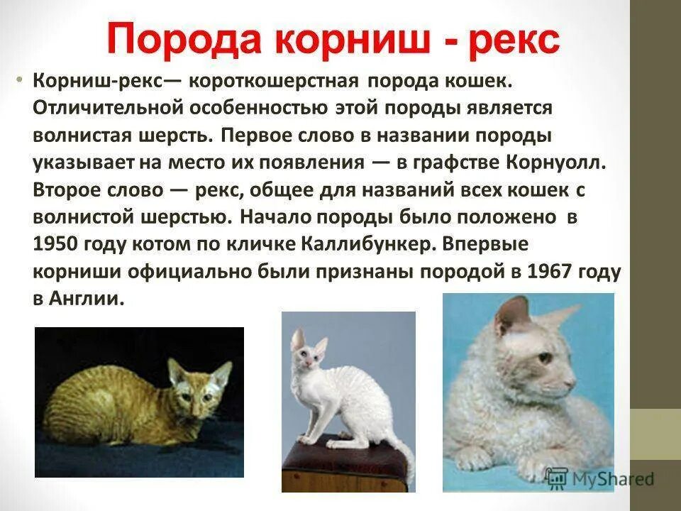 Порода Корниш рекс. Котики Корниш рекс. Корниш рекс короткошерстный. Характеристика породы кота Корниш рекс. Рекс описание породы