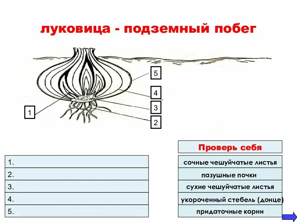 Сухие чешуйчатые листья. Подземные побеги. Луковица видоизмененный побег. Видоизмененный подземный побег. Видоизменение побегов корневище.