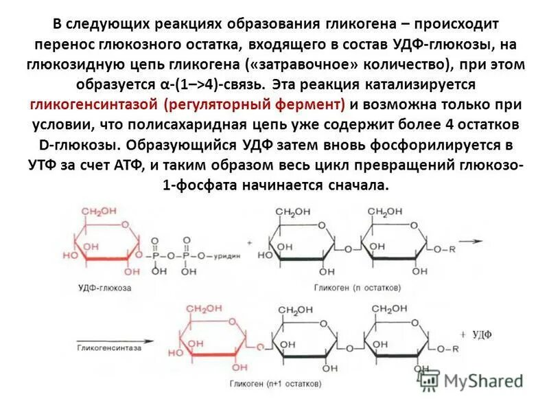 Изменение содержания гликогена. Реакция образования УДФ Глюкозы. УДФ Глюкоза.