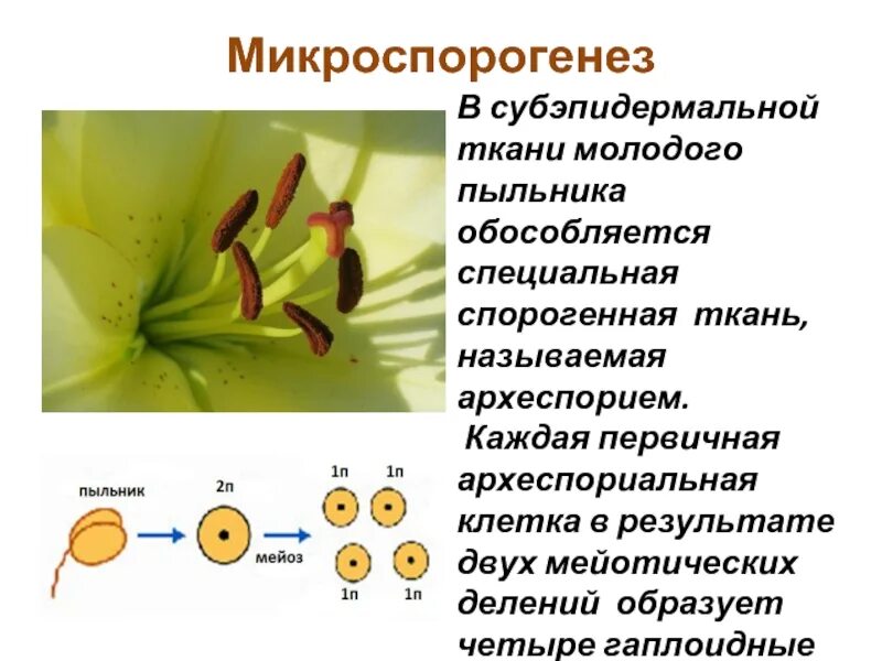 Деление клеток спорогенной ткани. Микроспорогенез и макроспорогенез. Микроспорогенез у покрытосеменных растений. Спорогенез и гаметогенез у цветковых растений. Микроспорогенез у высших растений.