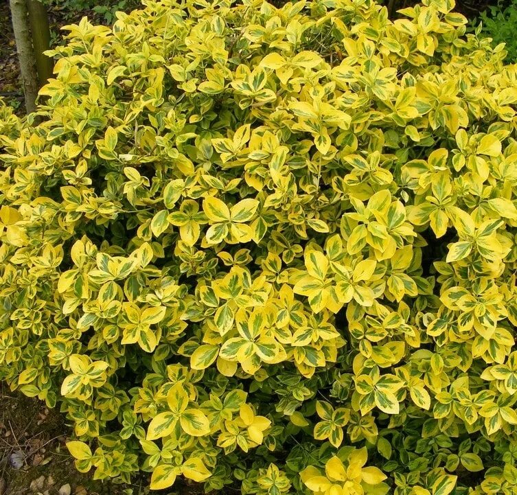 Бересклет форчуна сорта фото. Бересклет форчуна. бересклет форчуна (euonymus fortunei). бересклет форчуна эмеральд голд. бересклет эонимус.