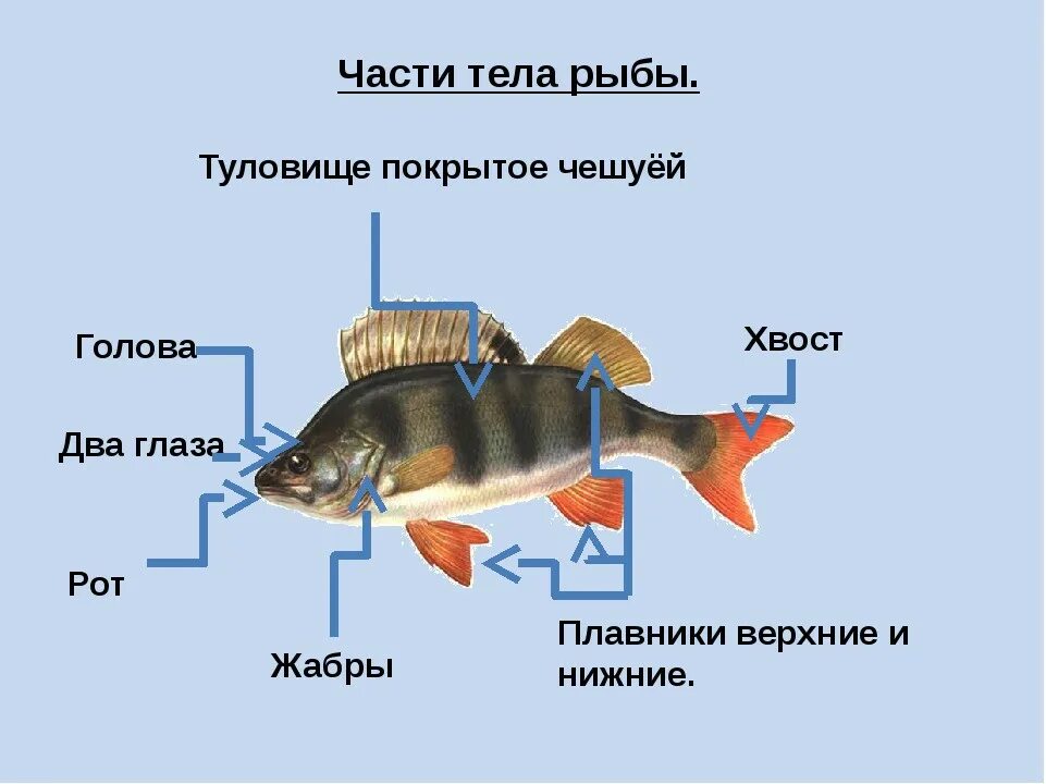 Рыба какой организм. Части тела рыбы. Части тела рыбы для дошкольников. Рыба части тела для детей. Название частей тела рыбы.