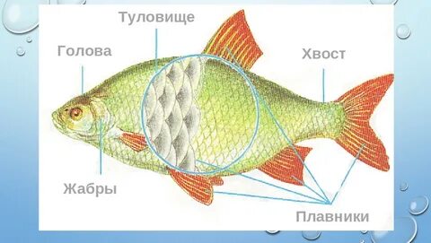 Схема рыба 1 класс