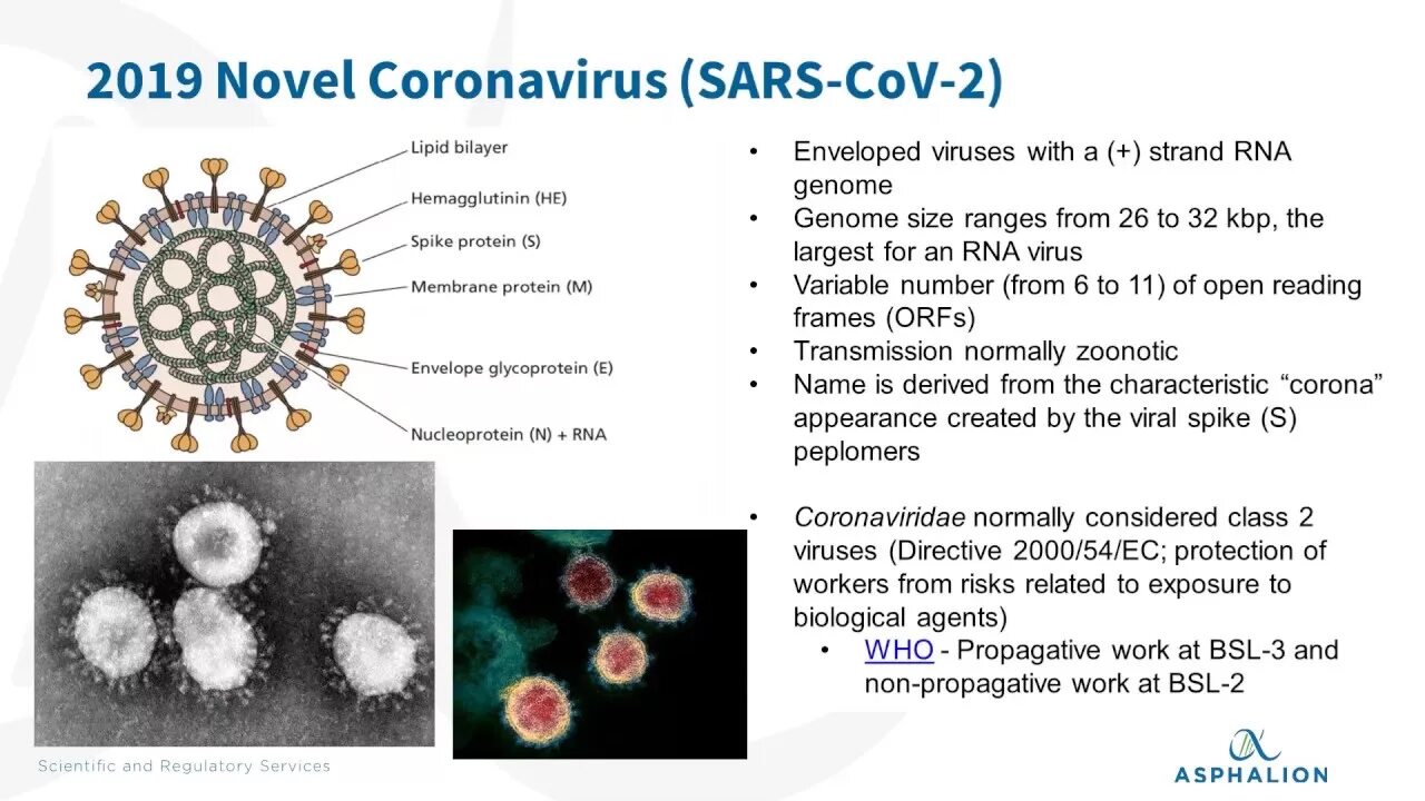 Коронавирус SARS-cov-2 (2019-NCOV).. Коронавирус структура SARS-cov-2. Таксономия SARS-cov-2. Вирус SARS-cov-2 относится к роду. Новый коронавирус sars cov