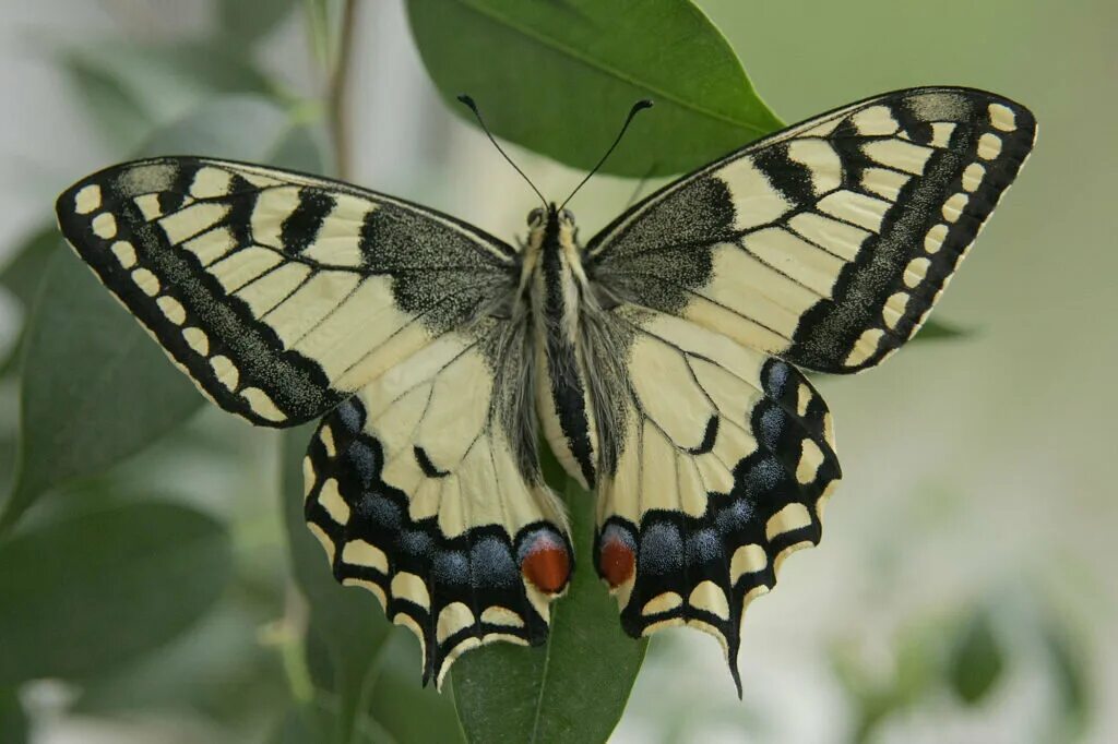 The Old World Swallowtail (Papilio machaon) is a butterfly of the family Papilio