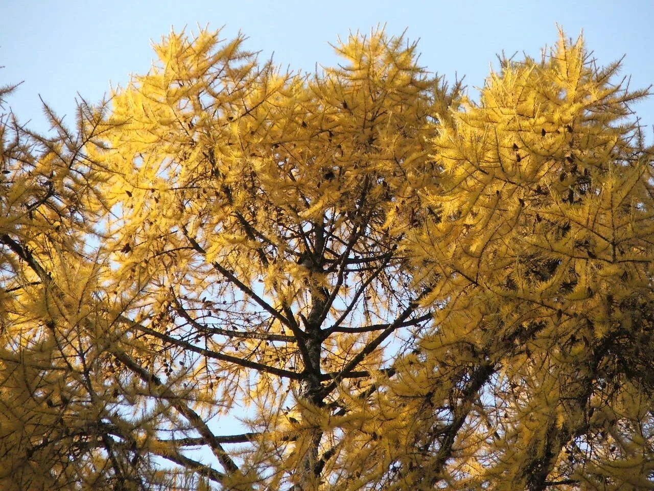 горы ещё не освещённые солнцем выделялись на посветлевшем небе. резко засветились верхушки лиственниц еще не потерявших. проспект ленина даурские лиственницы. курильская тайга. лиственница иголки желтые.