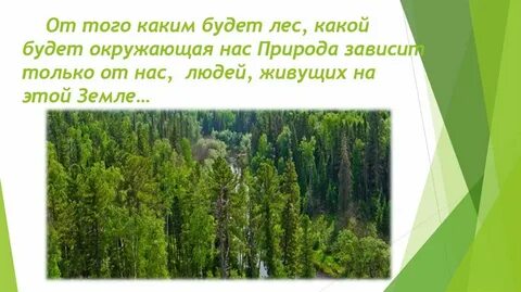 В каком лесу лучше жить