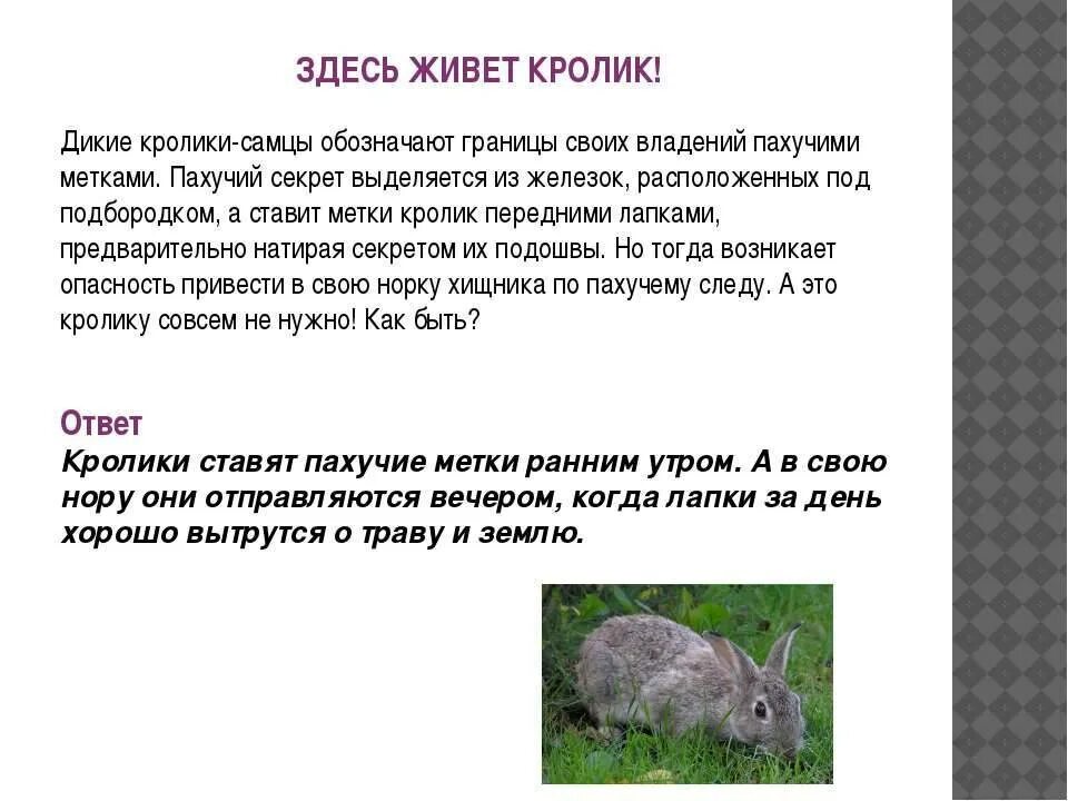 Заяц русак потомство. Какие бывают зайцы виды. Жилище зайца русака. Заяц в лесу. Заяц беляк и русак.