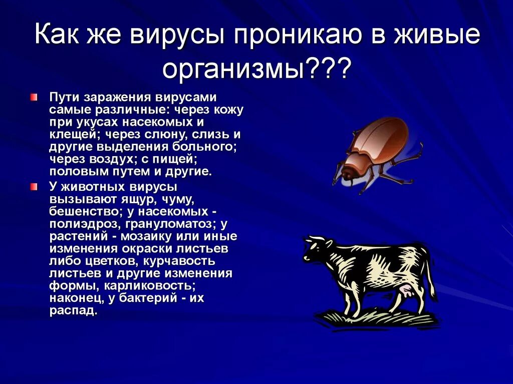 Вирус является живым организмом. Болезни животных вызываемые вирусами. Вирусы животных биология. Вирусы это живые организмы.