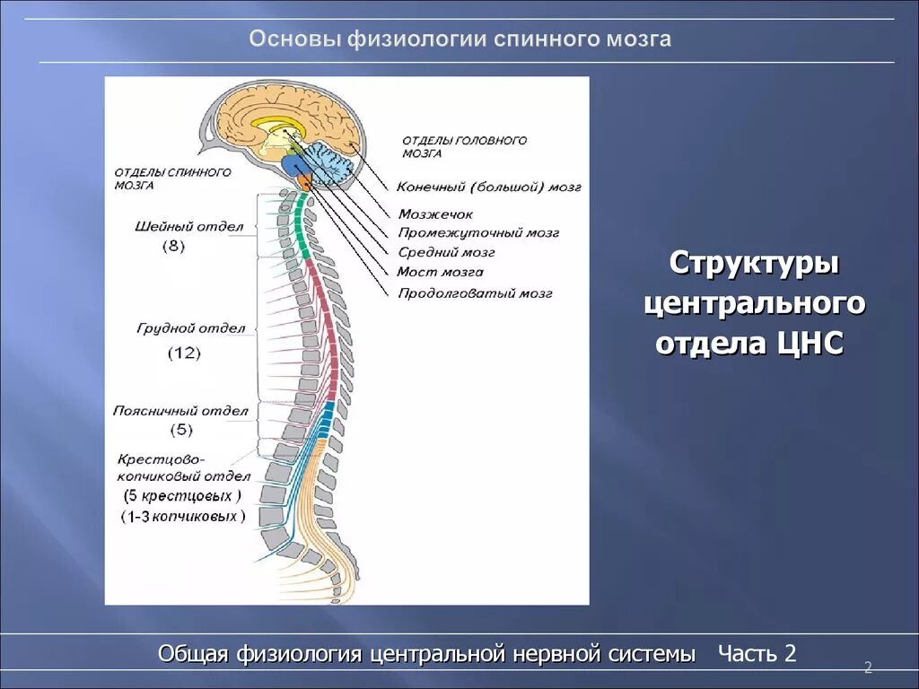 В какую систему органов входит спинной мозг. Строение нервной системы человека спинной мозг. Нервная система спинной мозг структура. Центральная нервная система схема спинной мозг. Структуры отдела ЦНС спинной мозг.