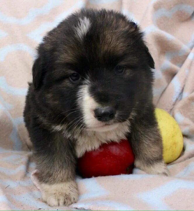 щенок 7 месяцев. щенки хаски уфа. щенки даром уфа. щенята даром в г борисоглебске. щенки в щёкино маленькие.