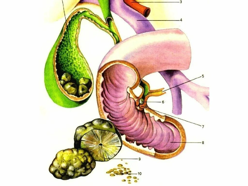 Желчь и панкреатический сок. Желчный пузырь пищеварительная система. Пищеварительная система желчный пузырь анатомия. Желчь,желчный пузырь ,желчеобразование.
