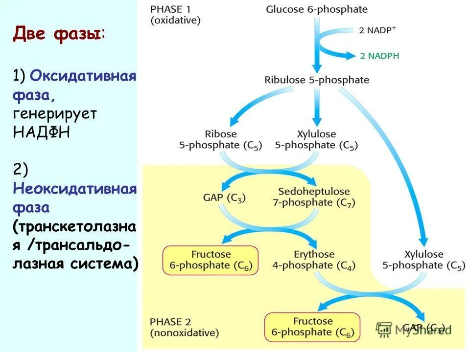 Превращение глюкозы в печени