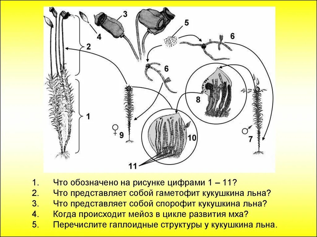 Цикл развития мха Кукушкин лен 7 класс. Цикл развития мха Кукушкин лен схема. Рисунок размножение мха Кукушкин лен цикл развития. Цикл развития кукушкиного льна рисунок.