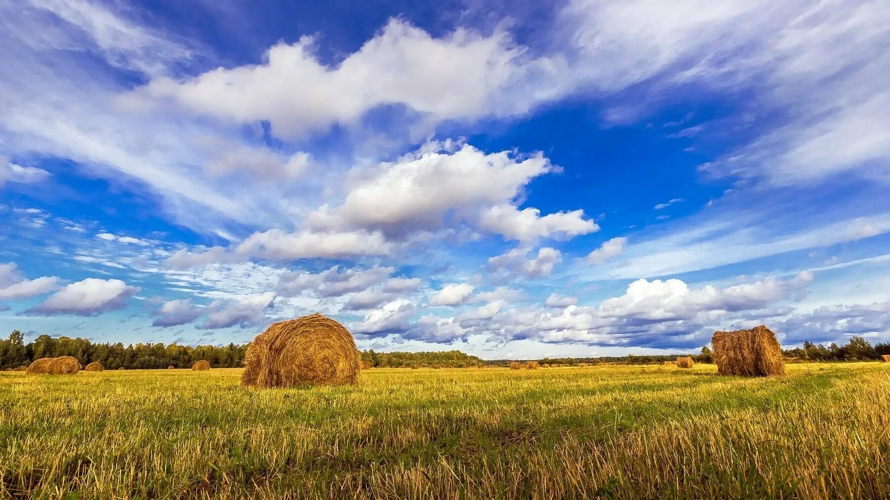 Русско е поле. Поле стог сена деревня. поле со стогами сена в подмосковье. поле пшеницы деревня стог сена. русское поле.