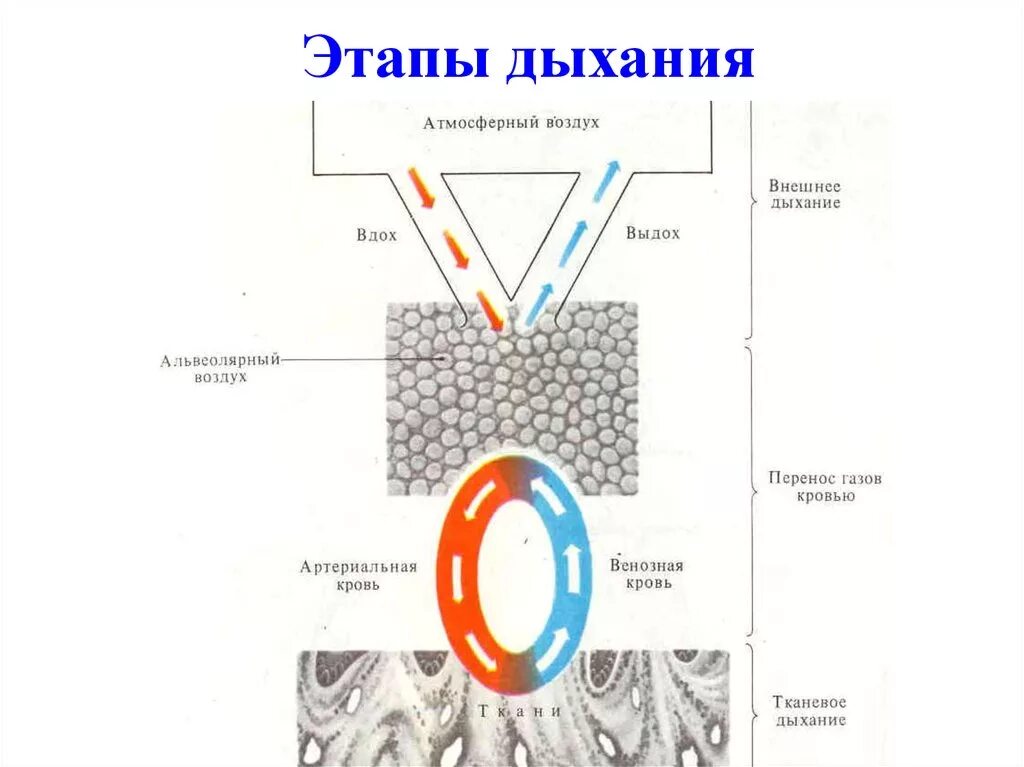 Этапы процесса дыхания схема. Три основных этапа процесса дыхания. Схема этапы дыхания рис 40. Процесс дыхания человека схема. Последовательность этапов процесса дыхания