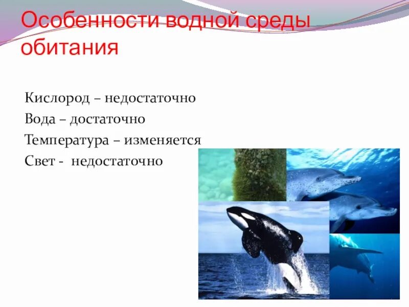 2 главной особенностью водной среды обитания является