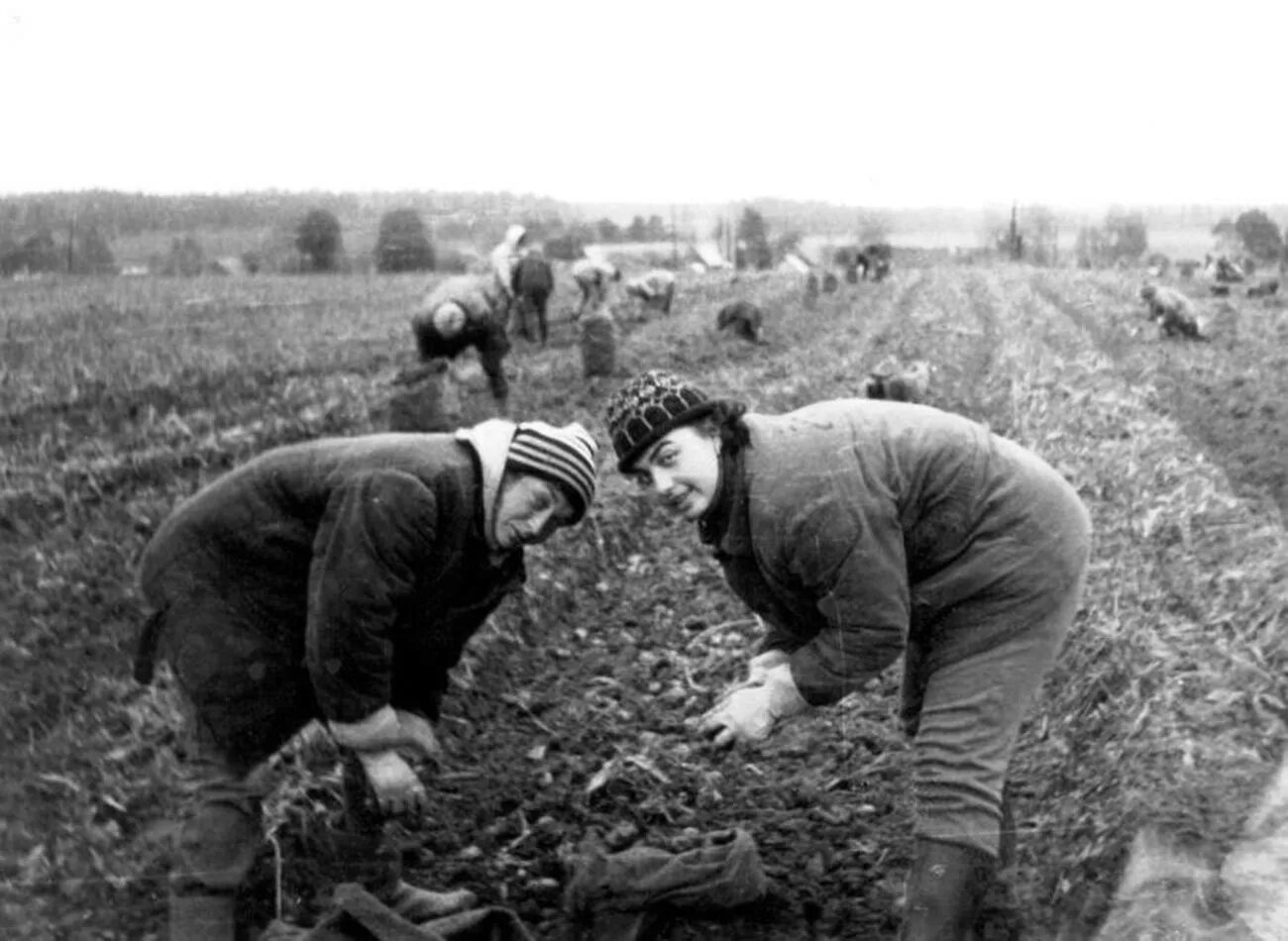 Сбор картофеля в СССР. Студенты на картошке в СССР. Школьники на картошке в СССР. Школьники на уборке картофеля. За 1 неделю бригада