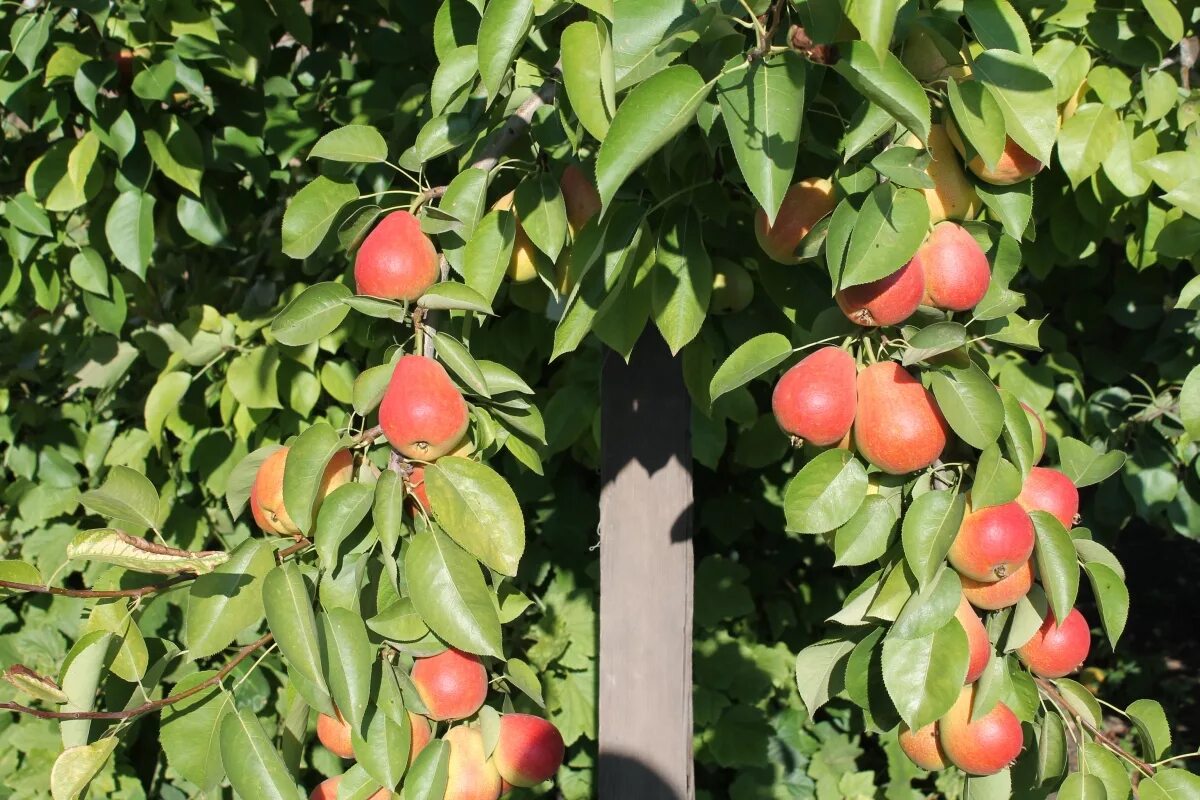 мичуринский сад питомник тимирязевской академии. саженцы в лаборатории. плодовые деревья тимирязевской академии. абрикос орловчанин дерево. питомники саженцев тимирязевской академии.