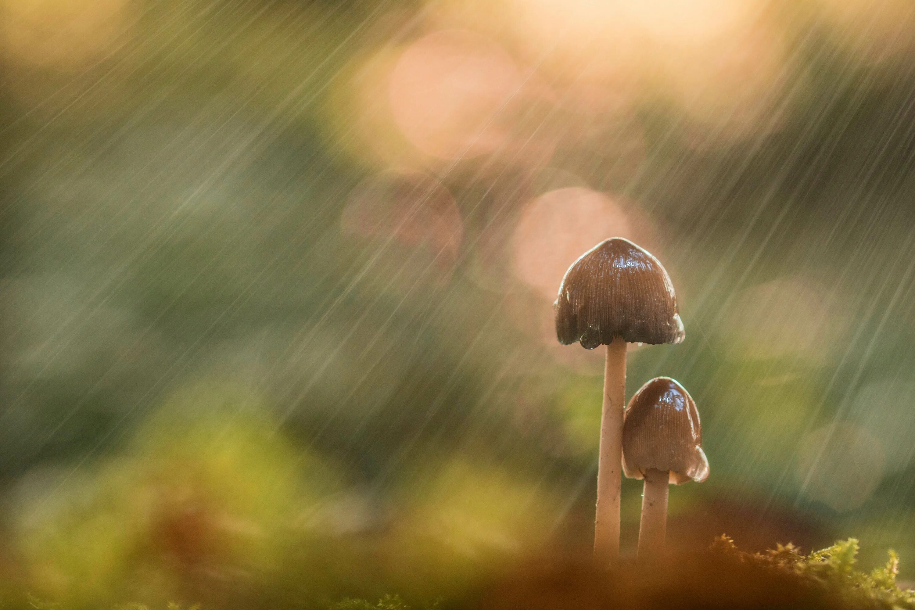 Дождя больше грибов. Дождь грибы. Грибной дождик. Летний грибной дождь. Лето дождь грибы.