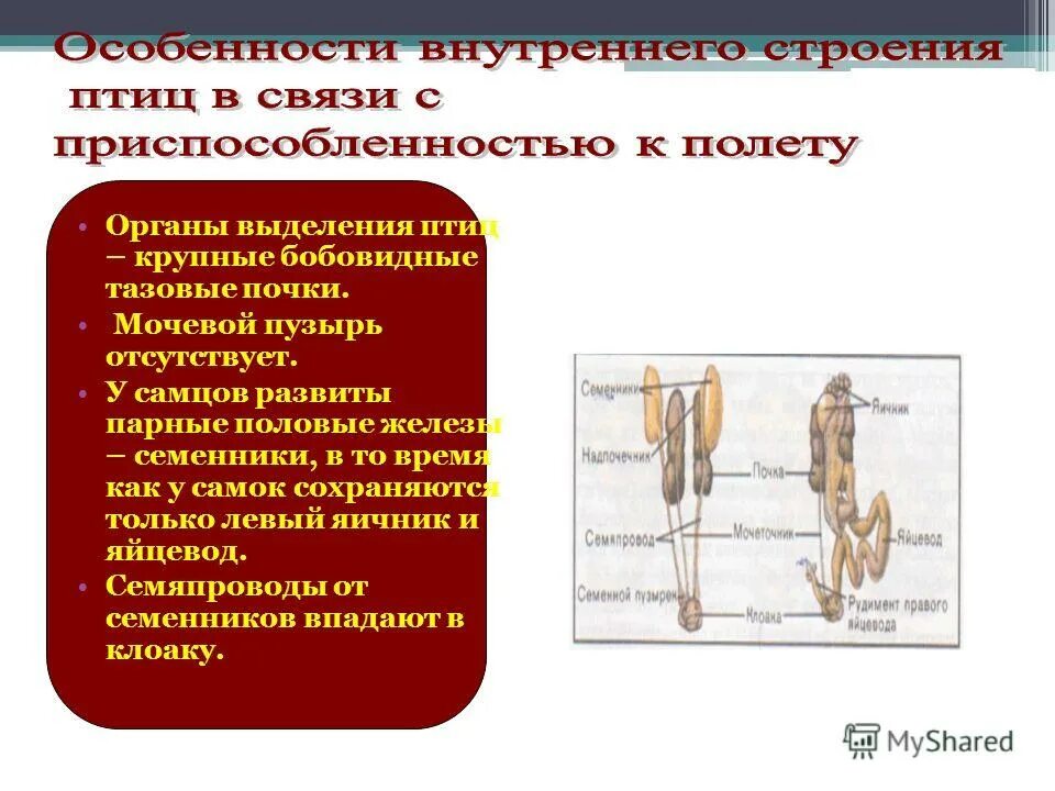 Особенности строения органов размножения птицы. Органы выделения птиц. Органы птиц связанные с полетами. Система органов птиц система органы приспособления к полету. Выделительно-ограничительную.