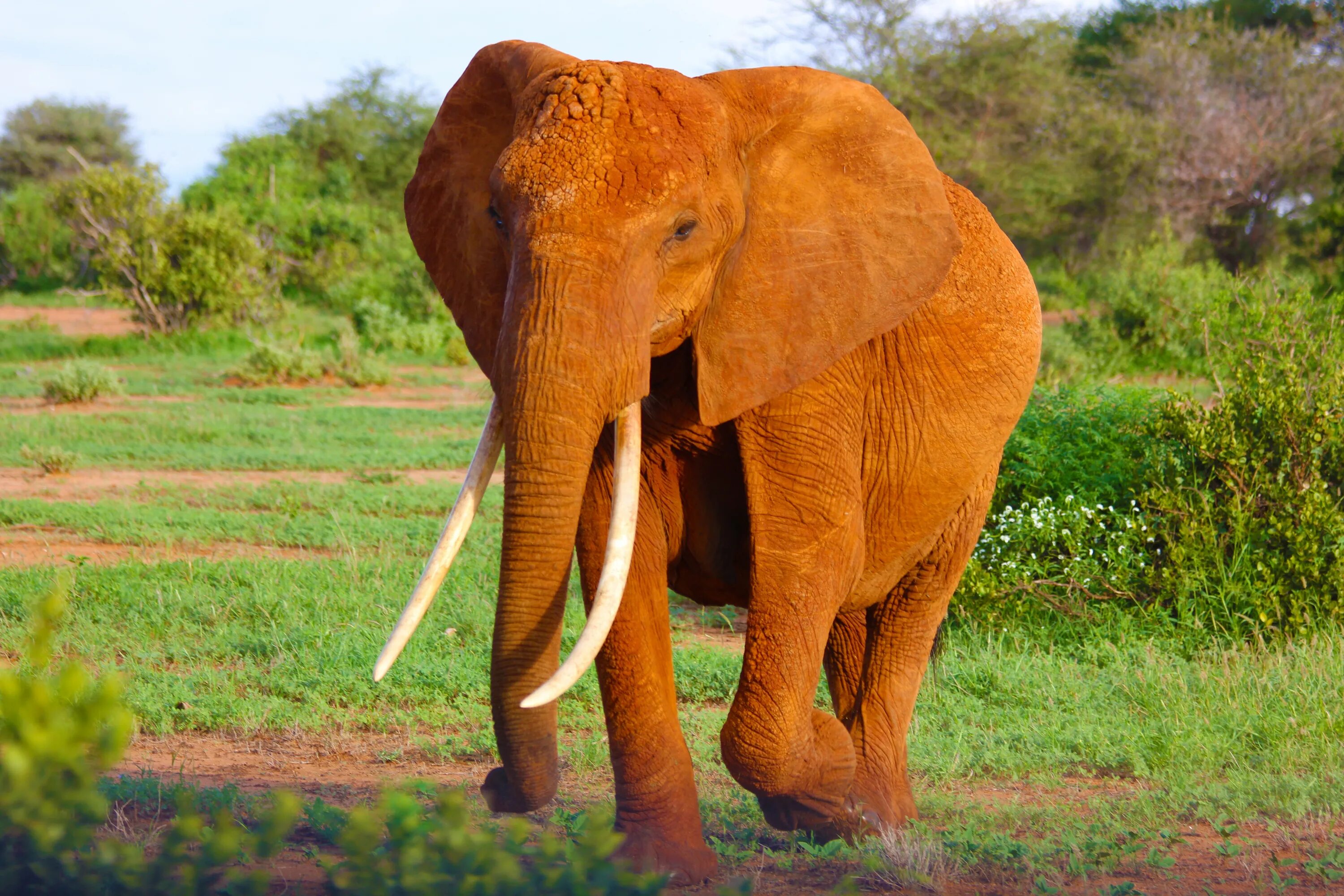 Huge elephant. Африканский слон. Африканский слон слон. Африканский саванский слон. Бивни африканского слона.