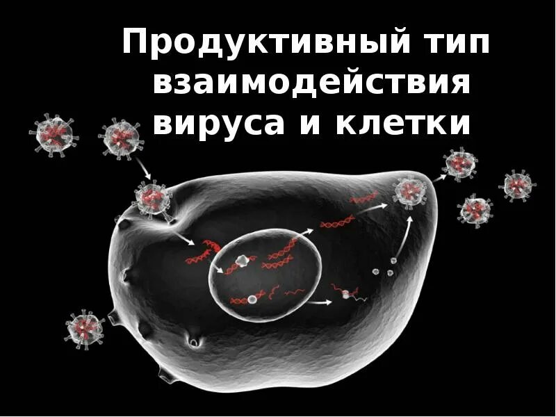 Продуктивный Тип взаимодействия вируса с клеткой. Продуктивная форма взаимодействия вируса с клеткой. Стадии продуктивного типа взаимодействия вируса с клеткой. Абортивный Тип взаимодействия вируса с клеткой.