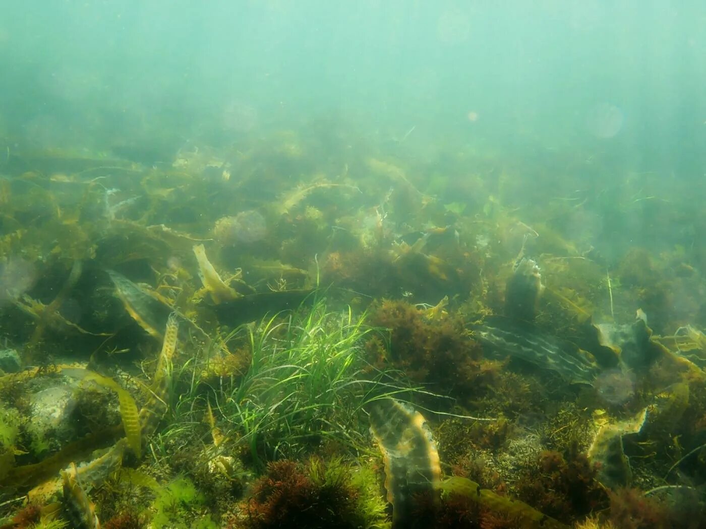 Диатомеи бентос. Водоросли Балтийского моря. Бентос озера Байкал. Аквариум биотоп озеро Танганьика.