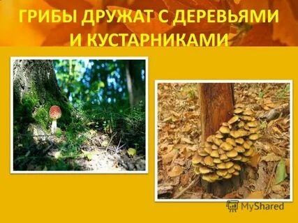 Дополни текст многие грибы дружат с деревьями